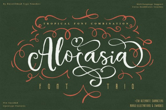 Alocasia Font - Featured Image