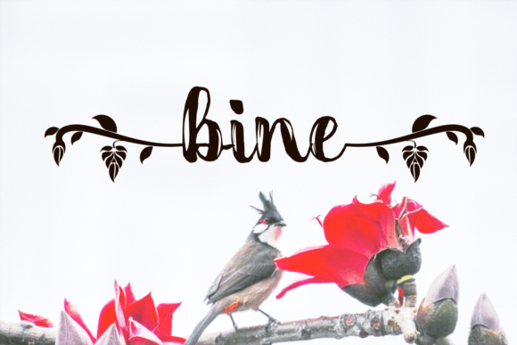 Bine Font - Featured Image