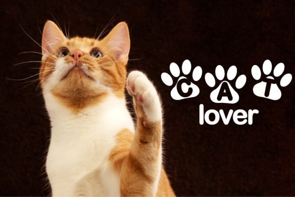Cat Lover Font - Featured Image