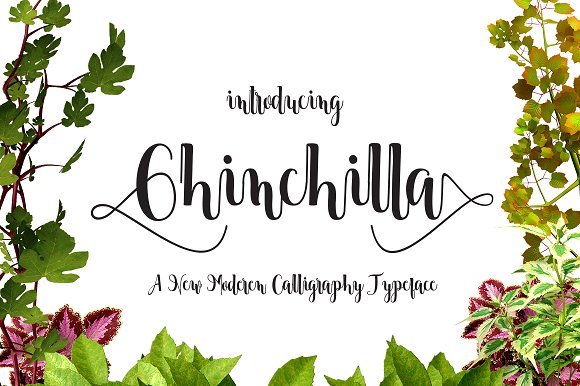 Chinchilla Font - Featured Image