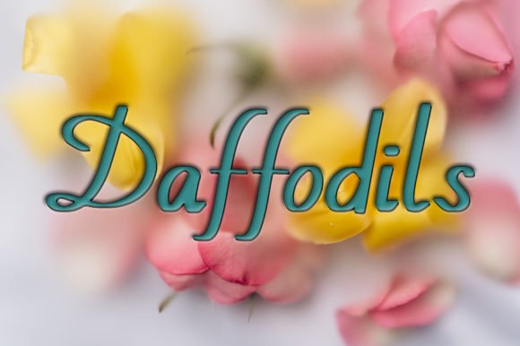 Daffodils Font - Featured Image